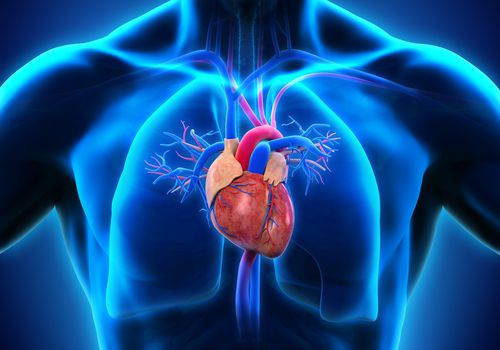 The Heart S Chambers And Valves